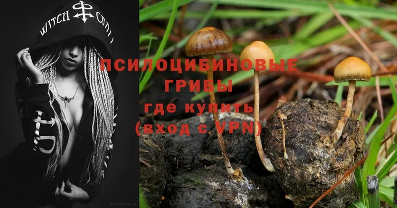 Псилоцибиновые грибы Psilocybe  Всеволожск 